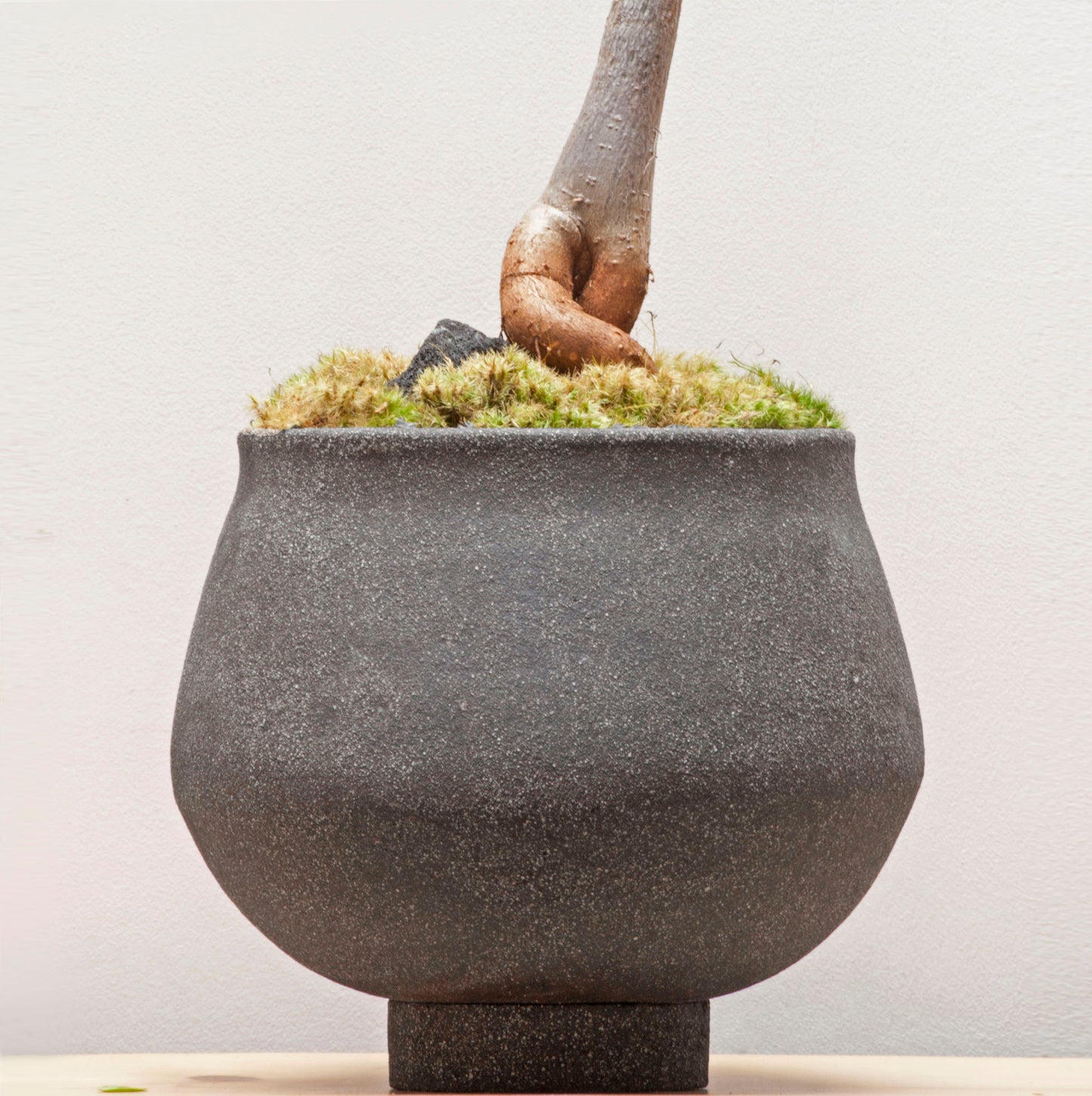 Large Brachychiton Rupestris & Handmade Black Ceramic Planter