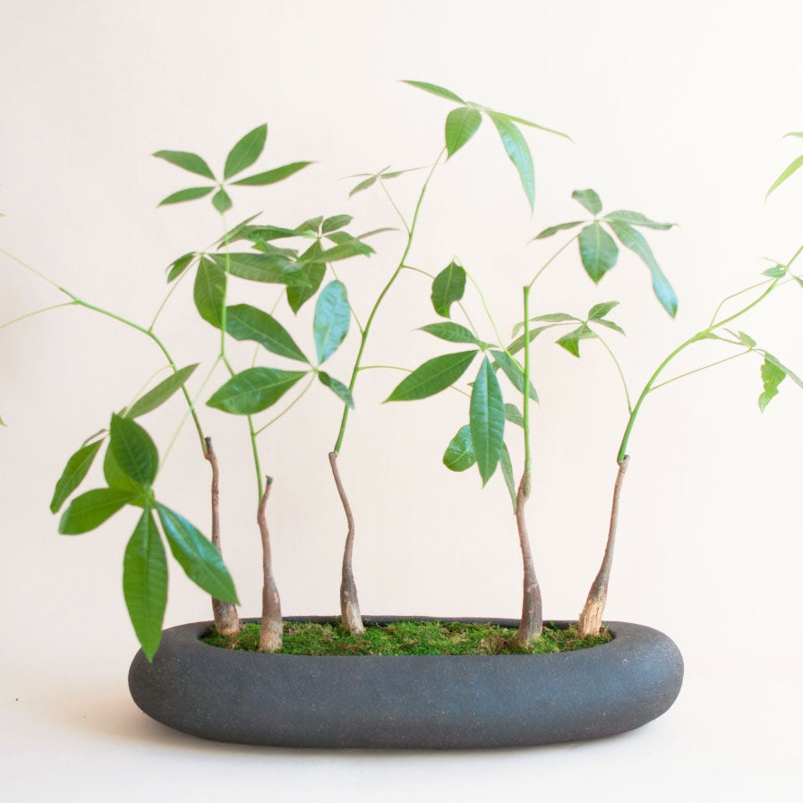 money tree los angeles Large Multi-Tree Planter with Money Trees