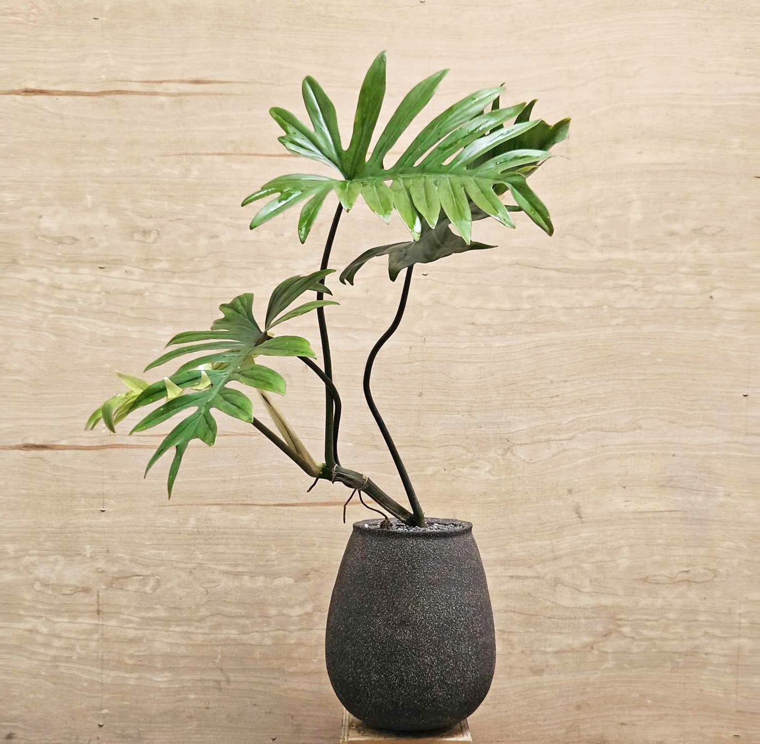 philodendron mayoi Philodendron Mayoi in Black Planter