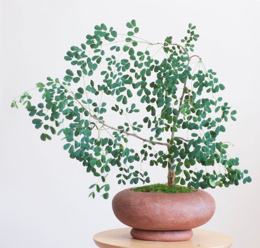 Acacia Burkei in Red Ceramic Planter