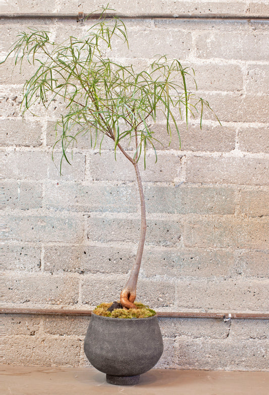 Large Brachychiton Rupestris & Handmade Black Ceramic Planter