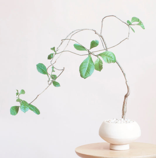 Bursera Schlechtendalii in White Planter with Saucer