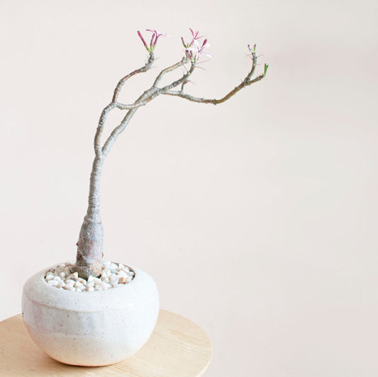 White planter with Succulent Flower