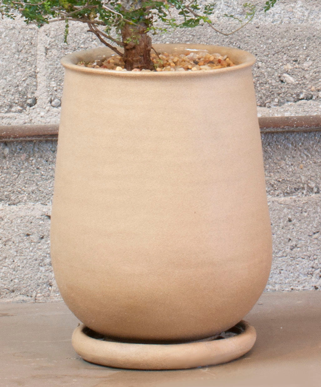 Operculicarya Decaryi & Large Handmade Planter