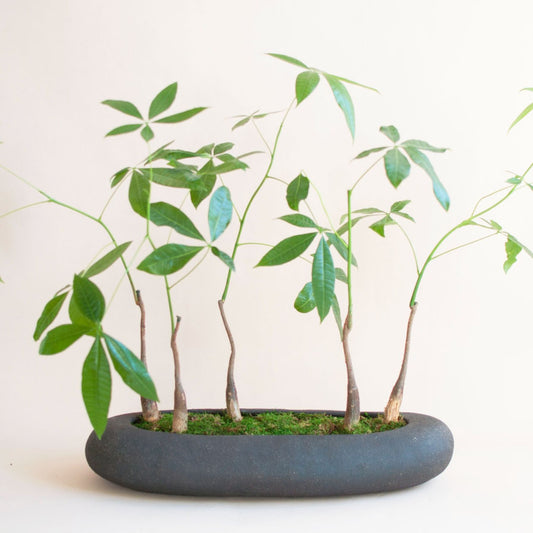 Large Multi-Tree Planter with Money Trees