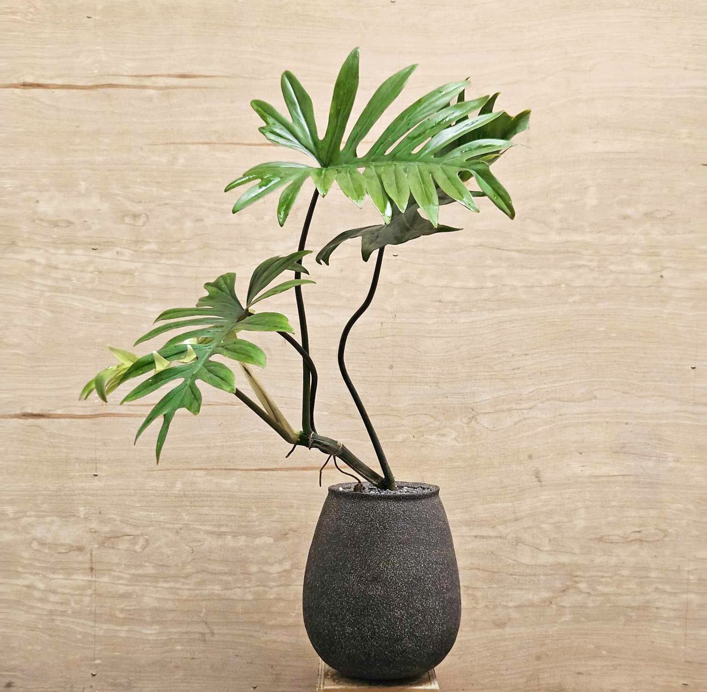 Philodendron Mayoi in Black Planter